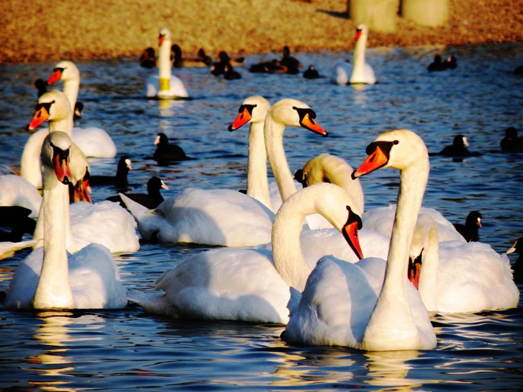 Labuđe jezero - Swan lake by Tihomir Gržinčić