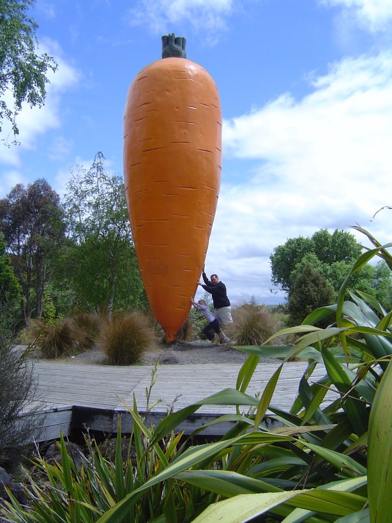 Giant Ohakune Carrot by hazash