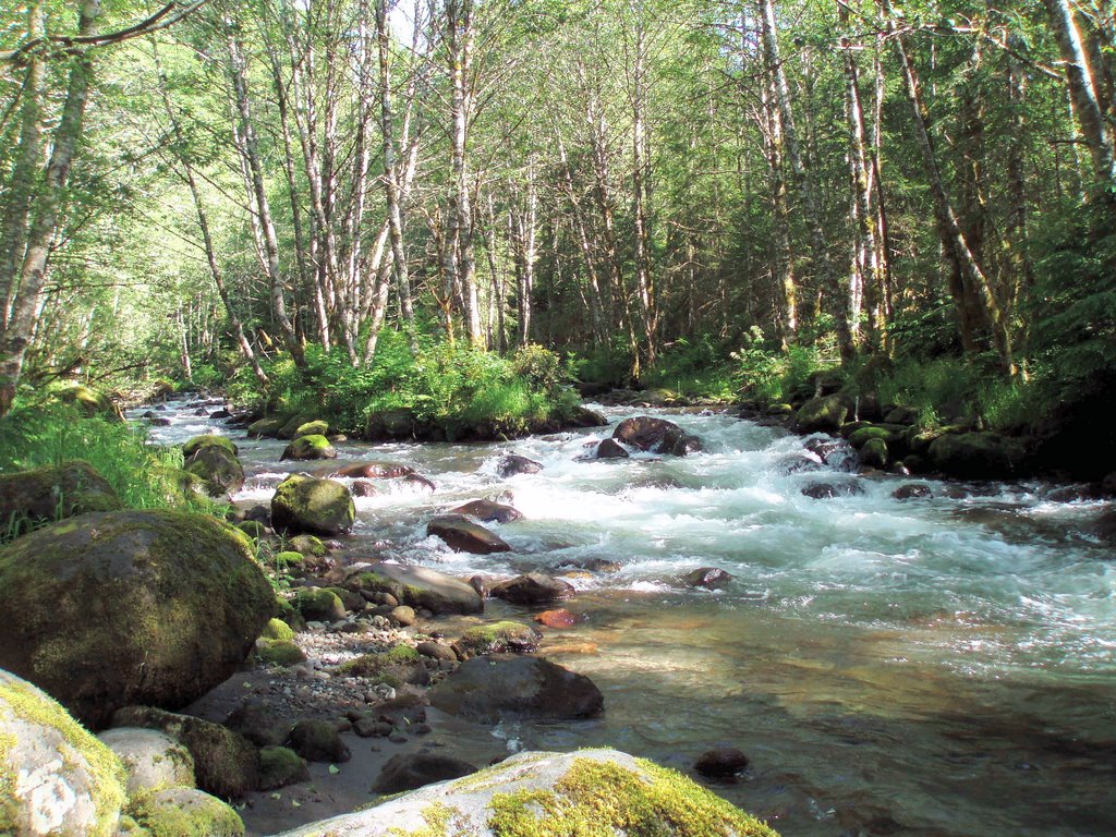 Stream in northern Oregon by Maria Pavlova