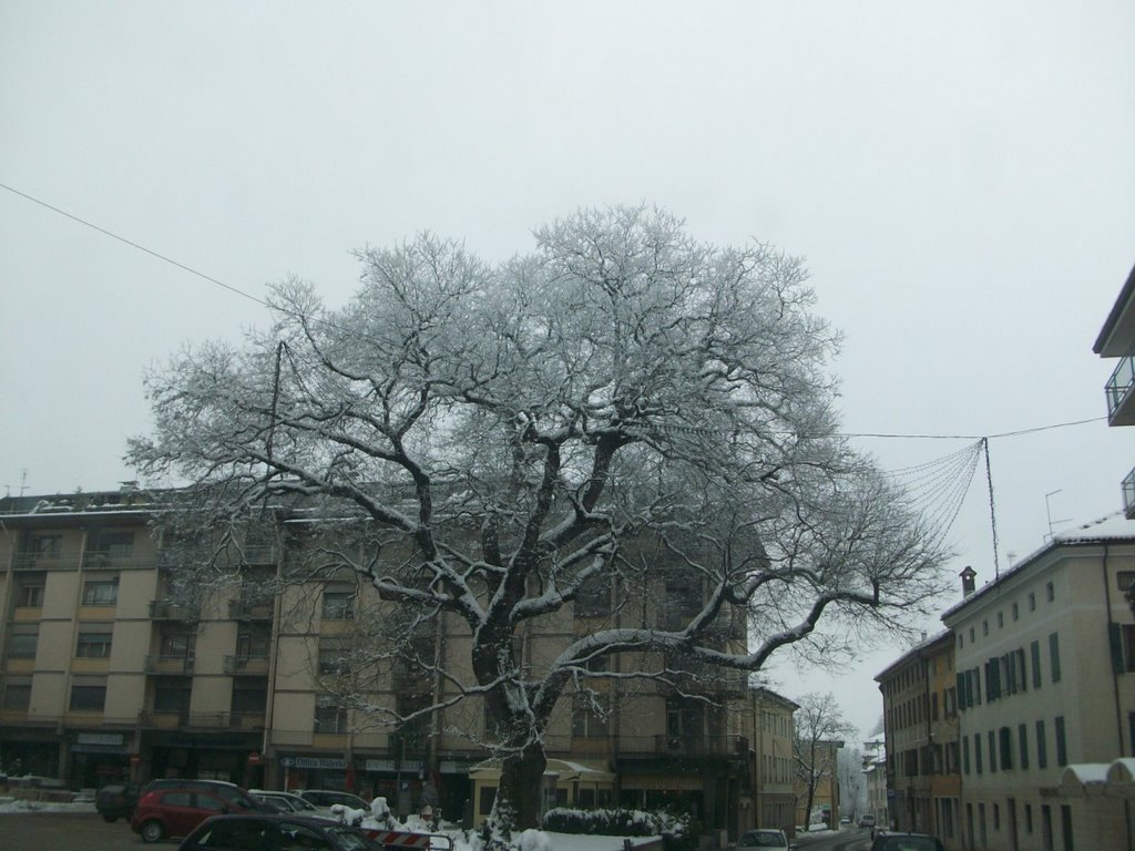 Feltre. piazza isola il vecchio albero by Egidio Moretton