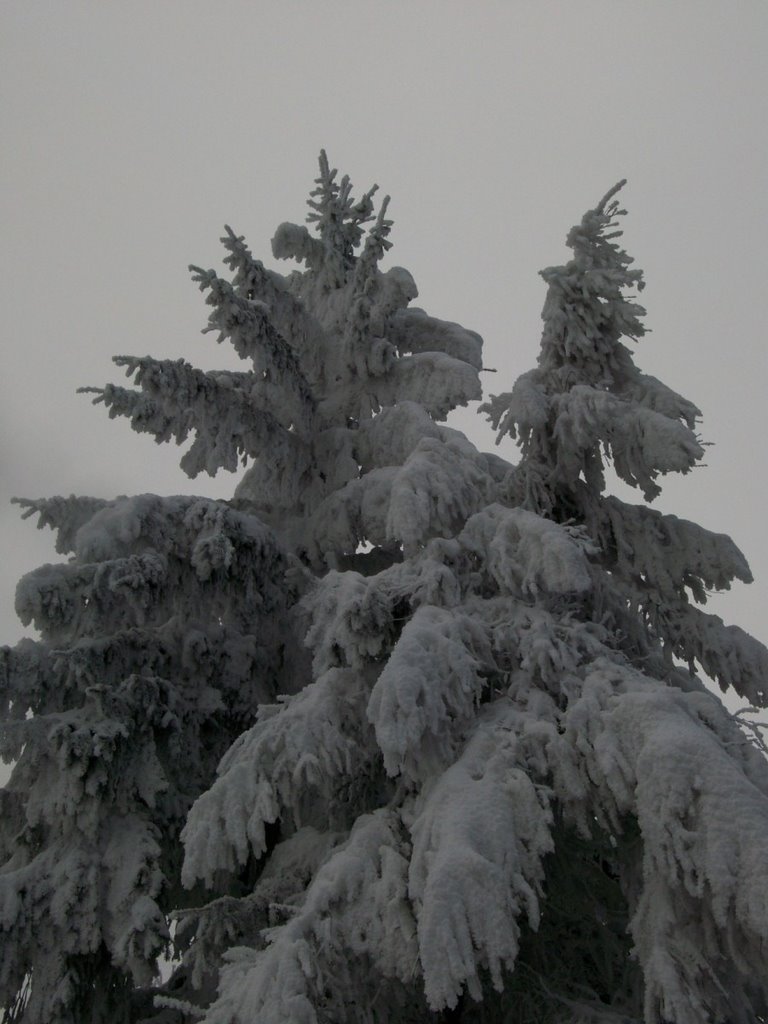 Feltre.anzù.neve... by Egidio Moretton