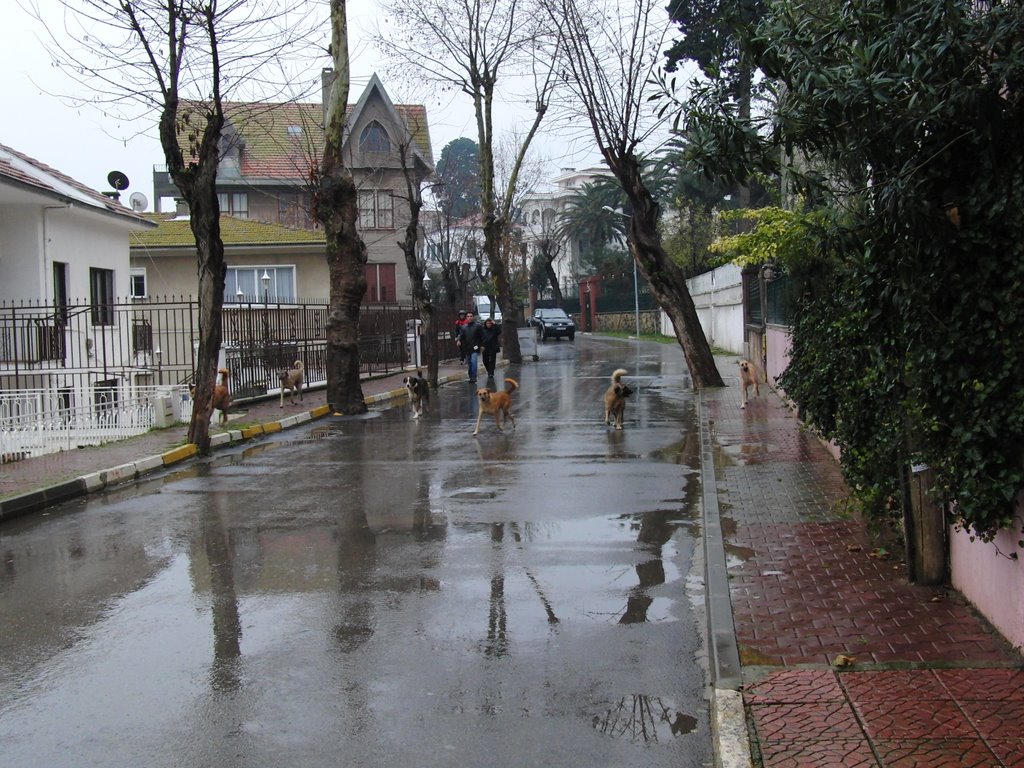 Büyükada merkez ve çevresi görüntüler. by Ilhan Parçalı