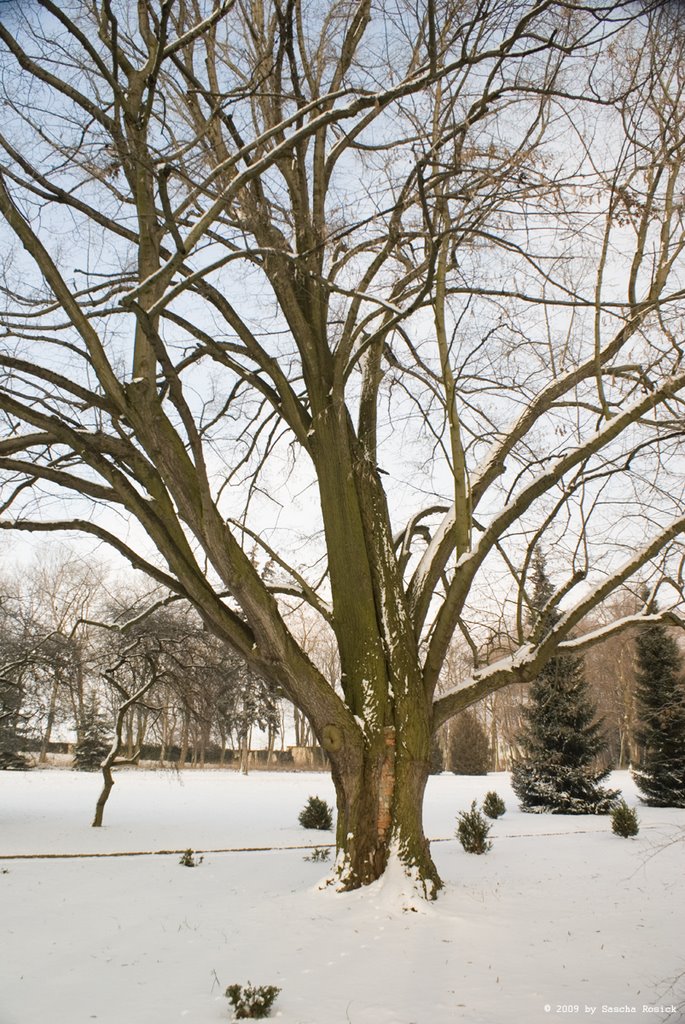 Mauerbaum, Mücheln, Winter 2009 by Sascha Rosick