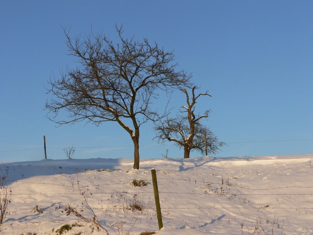 HEERLEN fruit-loze fruit-bomen .. by walterskrutser