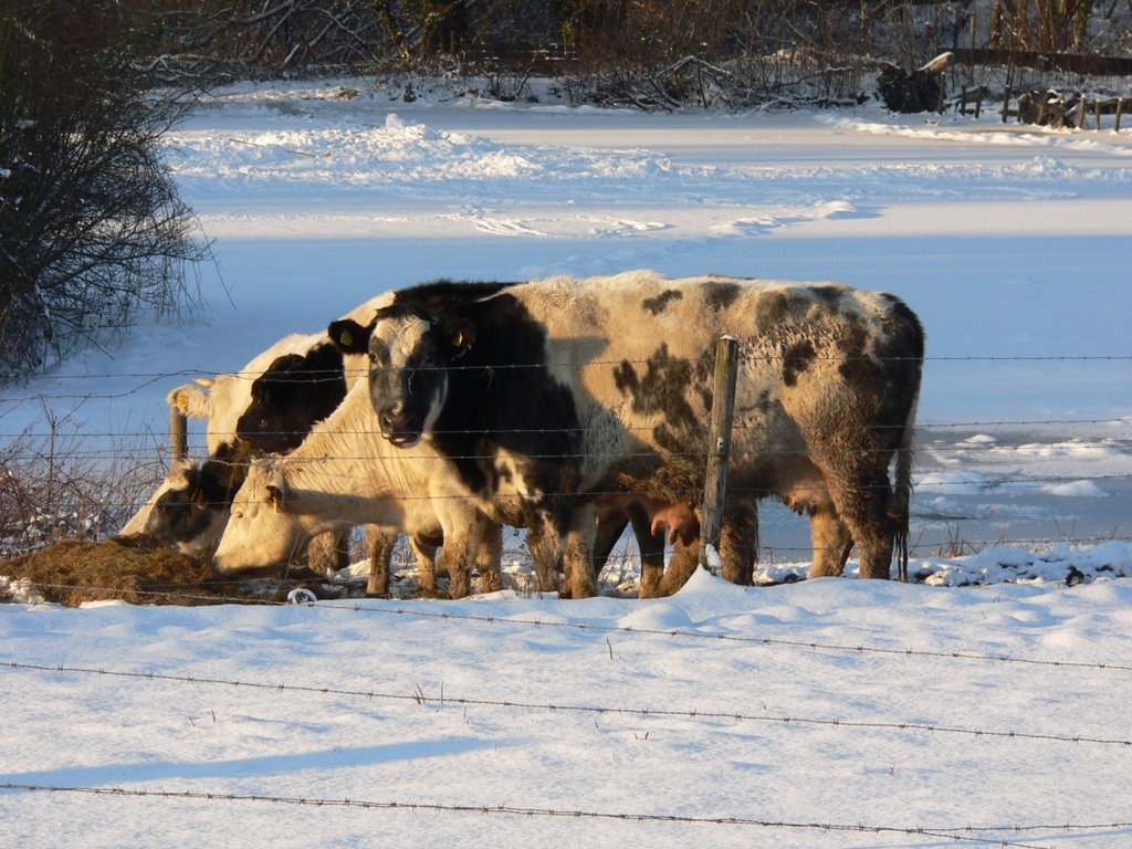 HEERLEN winter-harde koeien ... lekker buiten eten bij -8 . . . by walterskrutser