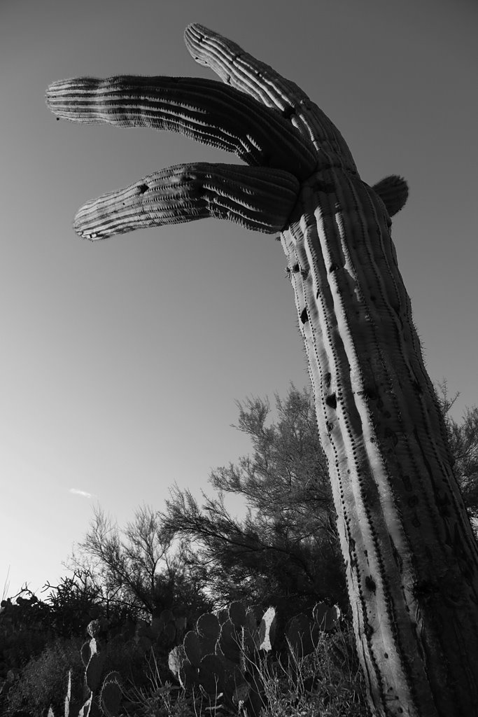 Saguaro Hand by D.M. Thorne