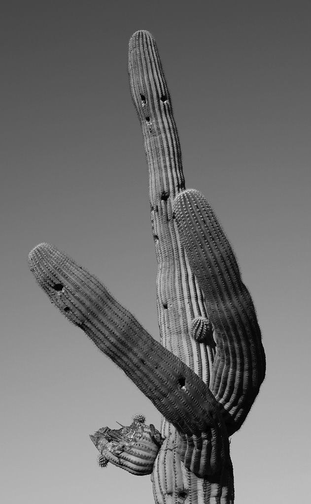 Saguaro by D.M. Thorne