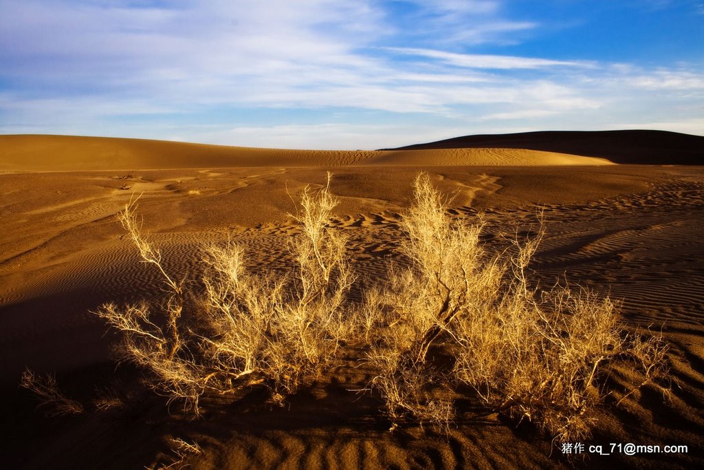 Ejin, Alxa, Inner Mongolia, China by 猪×4