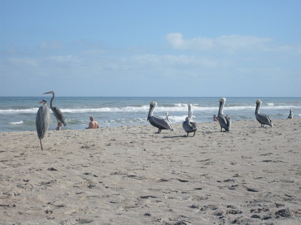 Herons and Pelicans by dallastzel