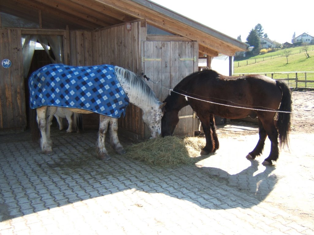 Edelweiler horse stable Black Forest 5 by SammySambo76