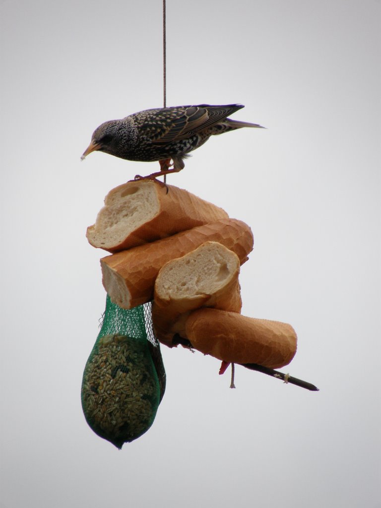 Bird feeding on the back beach by David-Newbold