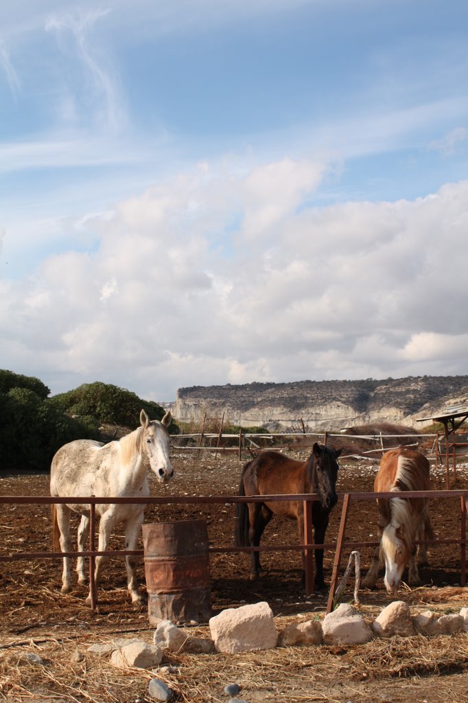 HORSES - ΑΛΟΓΑ by PanagiMariosCyprus