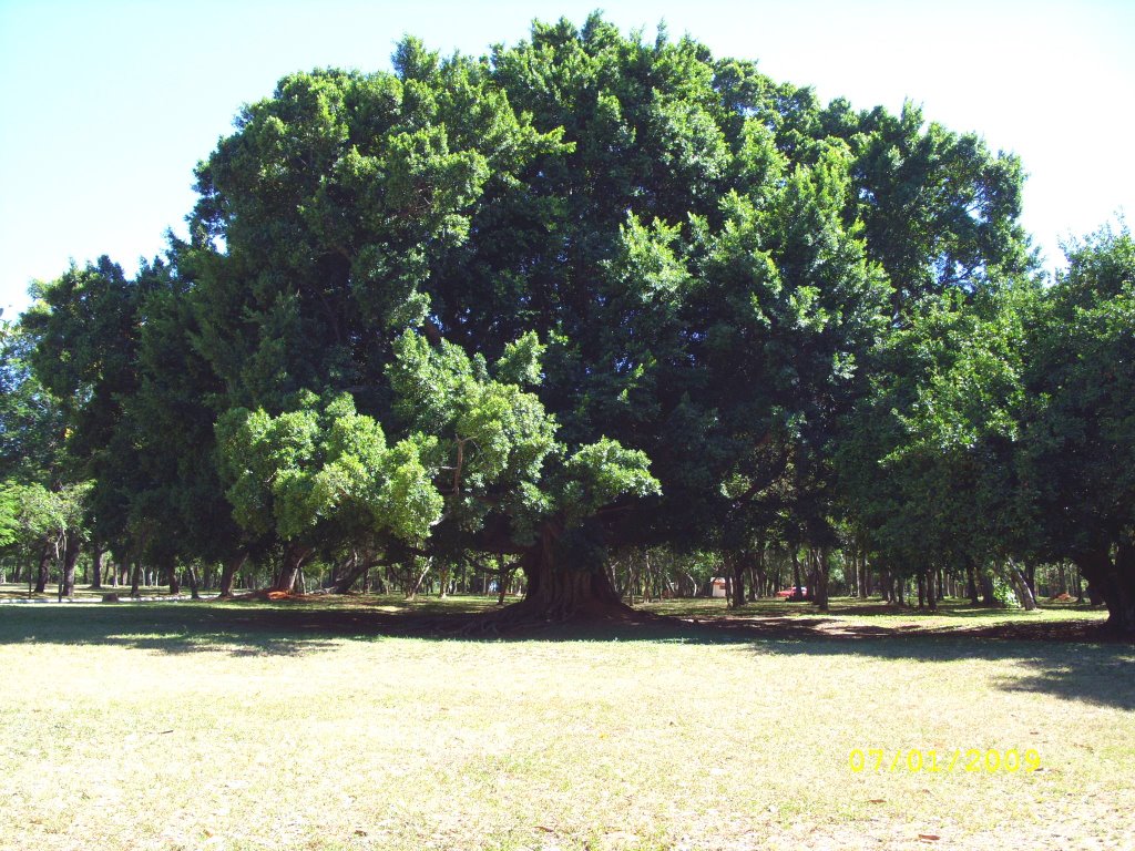 Jardín Botánico - Viejo y centenario Árbol, tradicional del Botánico. by Cesar Bordón V.