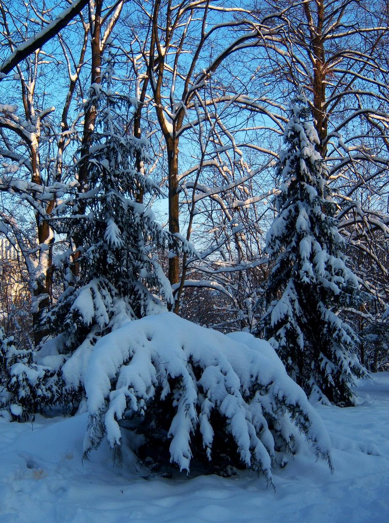 Tiefster Winter (6.Jan) by Maximilian Münch