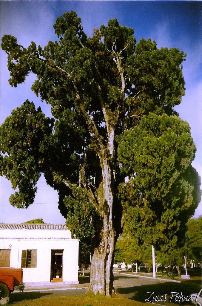 Cipreste Histórico e casa de Gomes Jardim by LucasPedruzzi