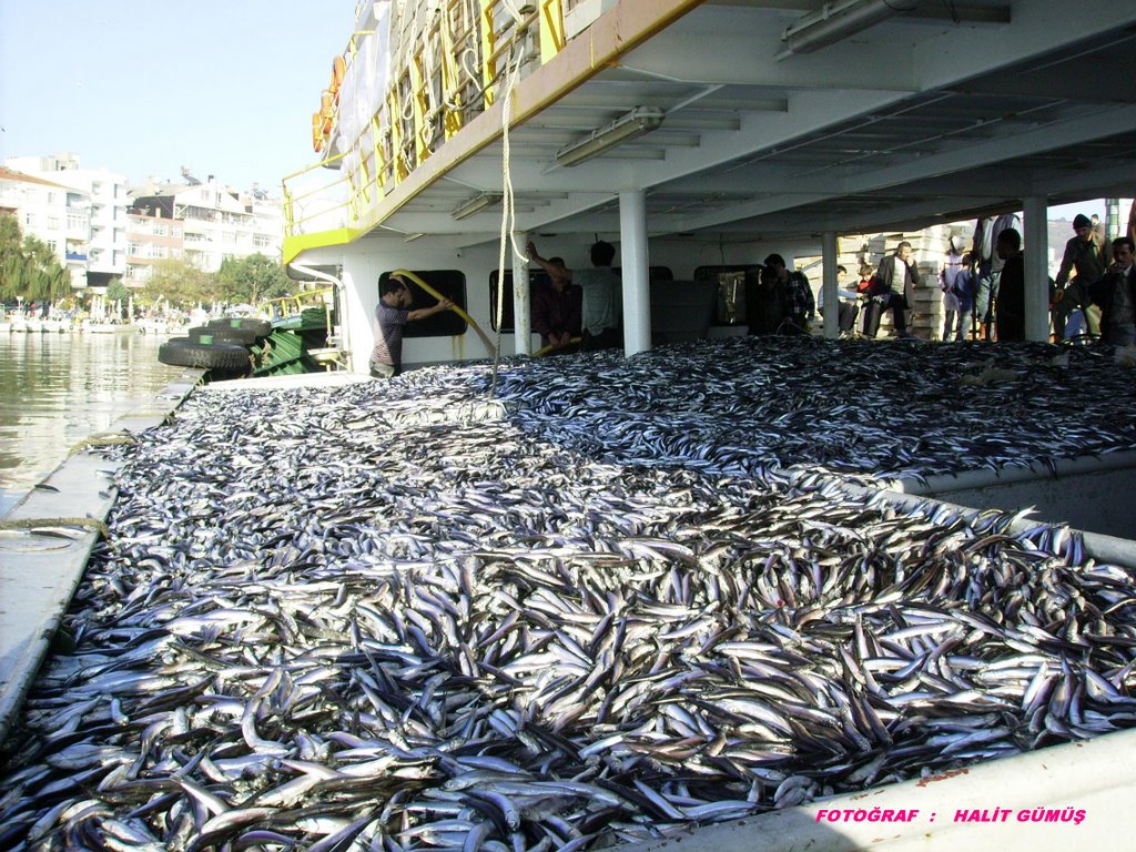 Hamsi Fish Fotoğraf : HALİT GÜMÜŞ by cengizhanersoy