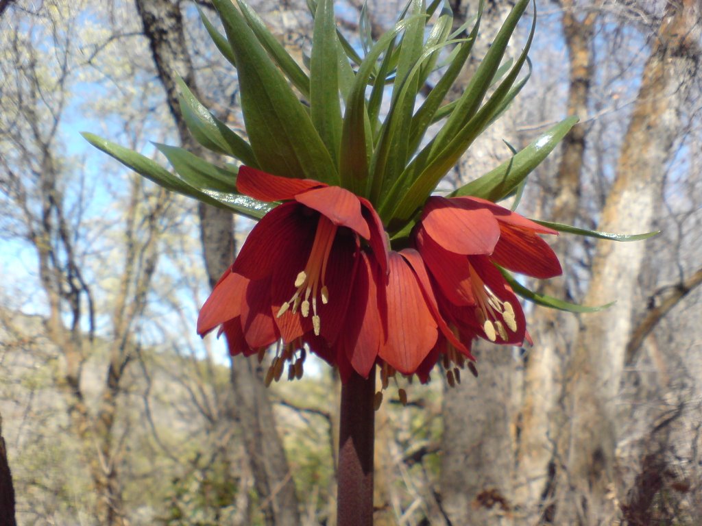 Yellow canyon flower by snee