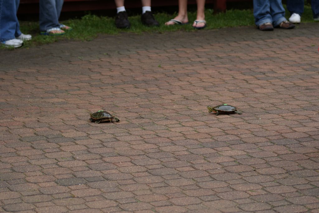 Turtle Races by Hespe