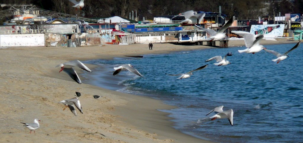 Herring-gulls by Nikolay Stoykov (Nik…