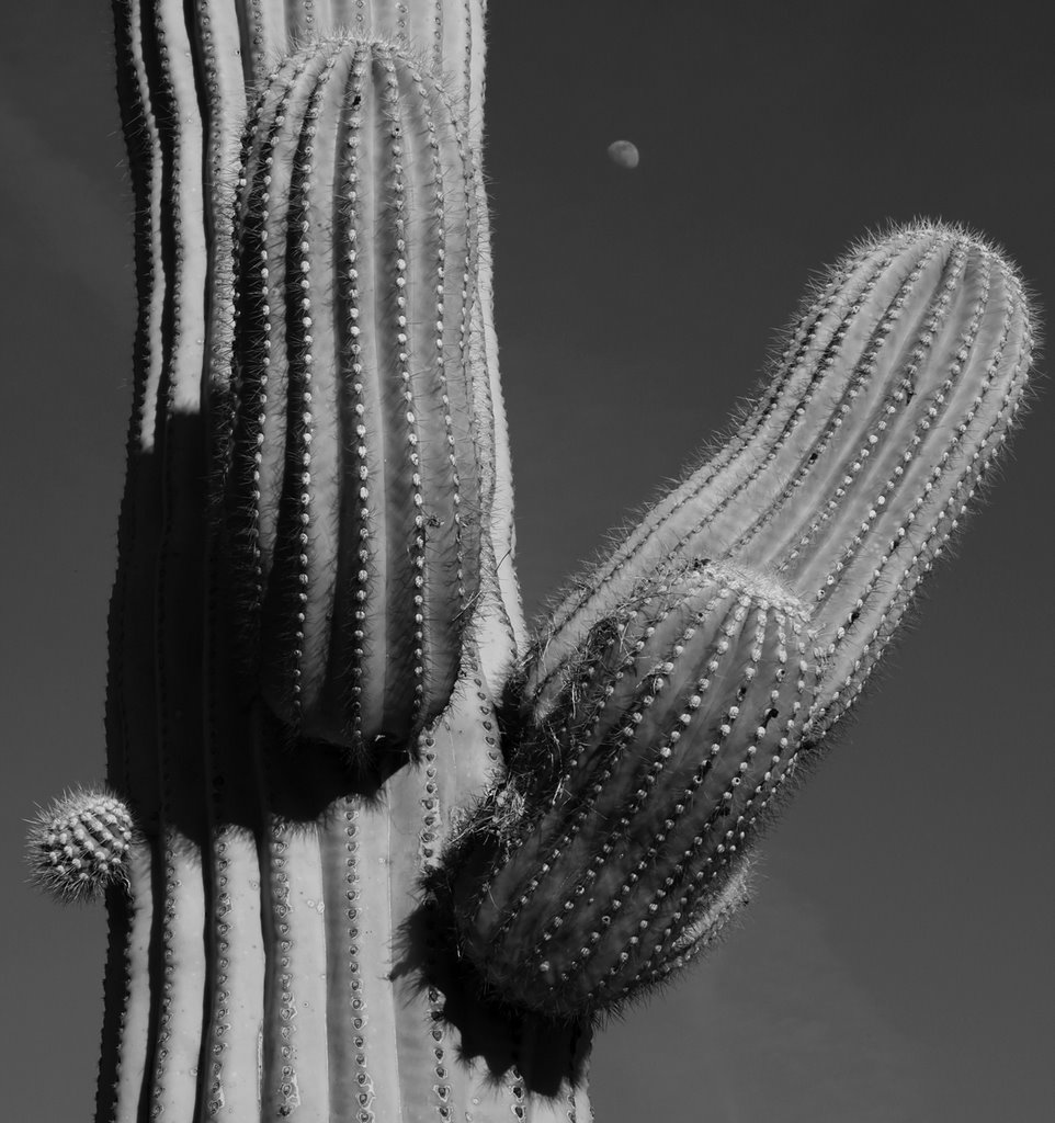 Saguaro and Tiny Moon by d thorne