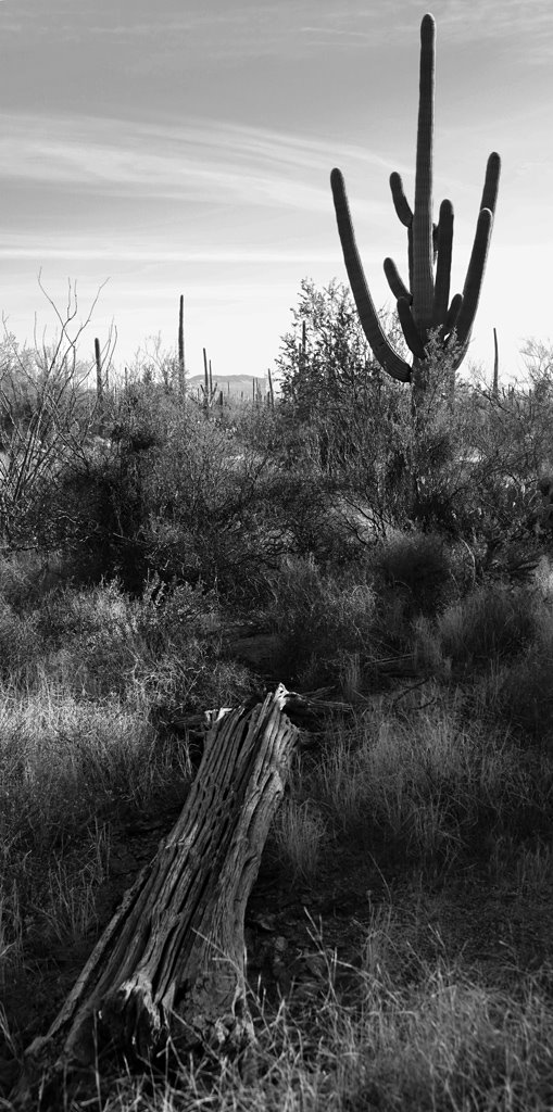 Living and Dead Saguaro by d thorne