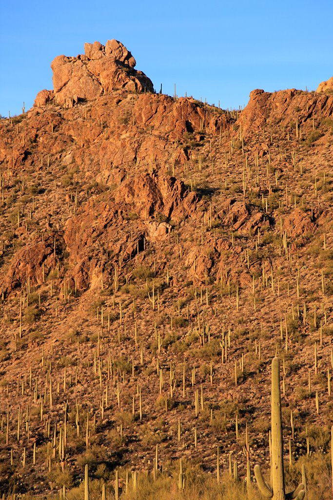 Cactus Bluff by d thorne