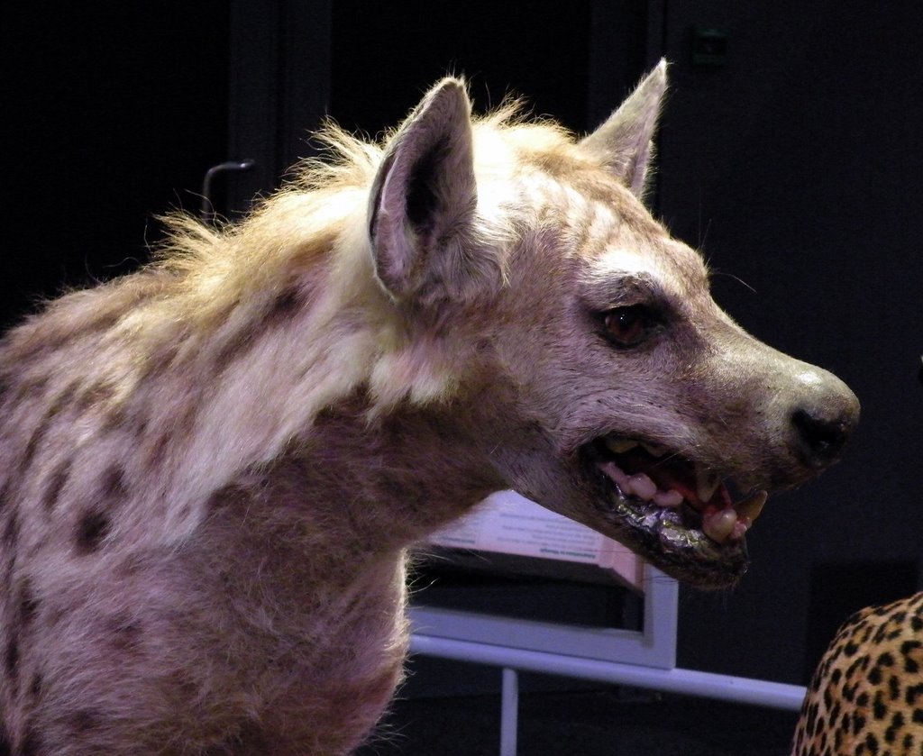 Hyena Naturalis Leiden Holland Netherlands by jan parie