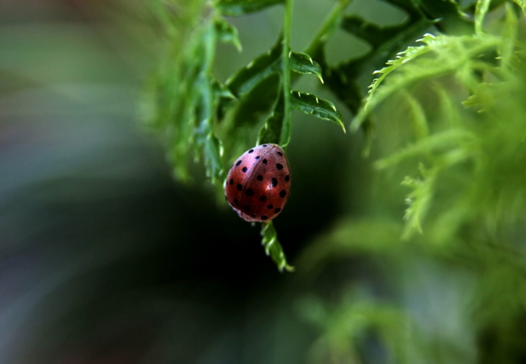 Insects by Vinod Kumar M