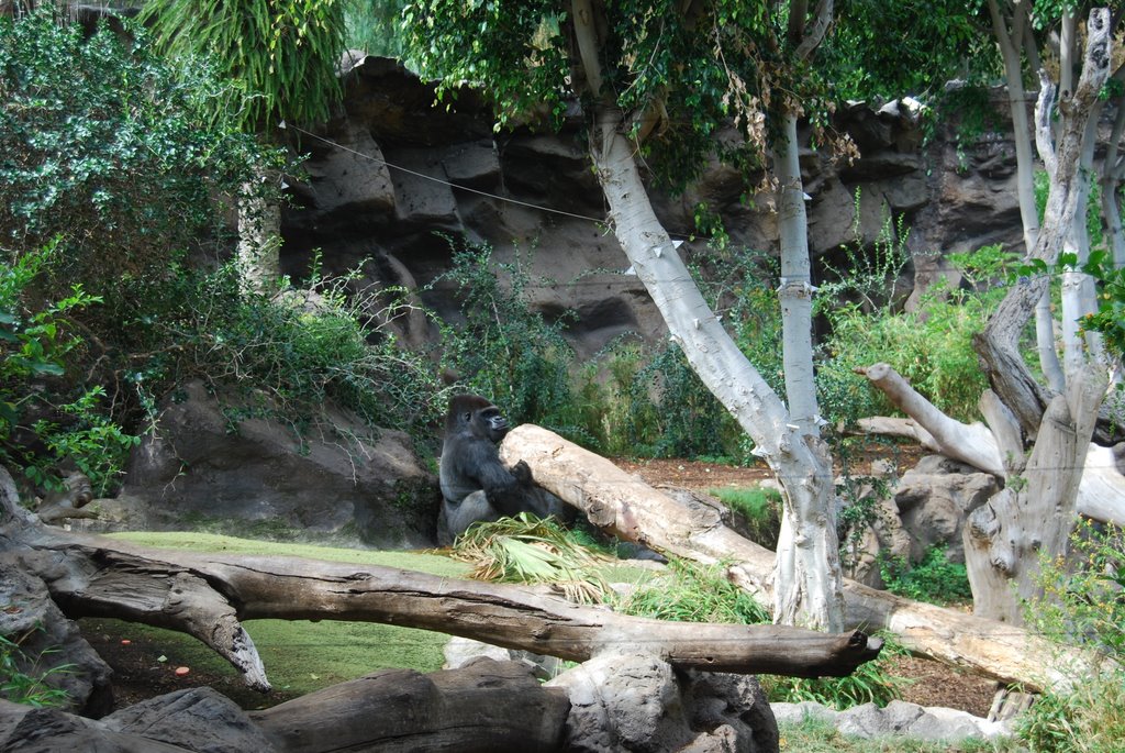 Loro Parque by Palmero20