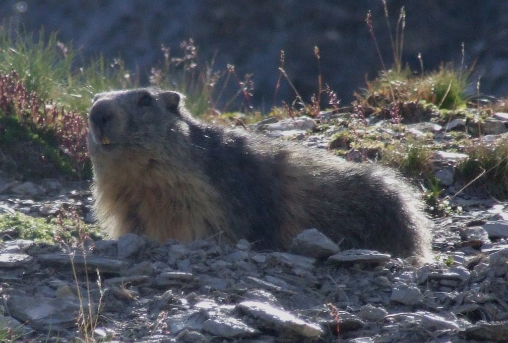 Marmotta by paolo salabue