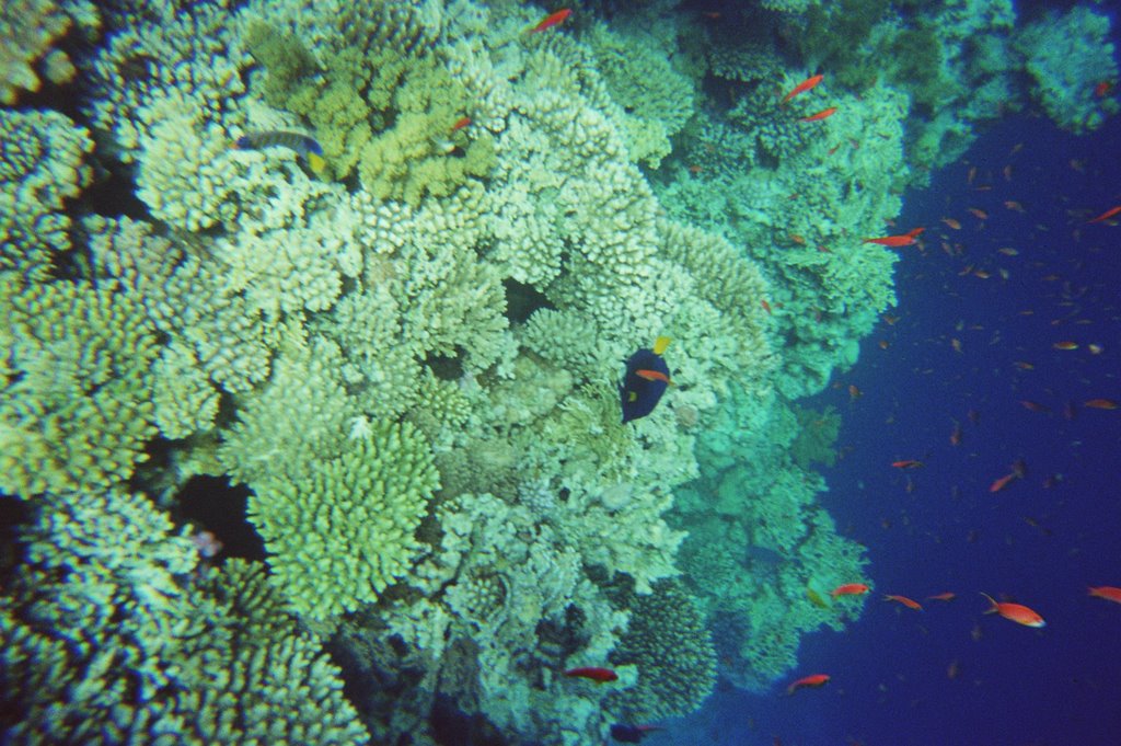 L'acquario di Allah - Sharm El Sheikh by Nicola Celiento