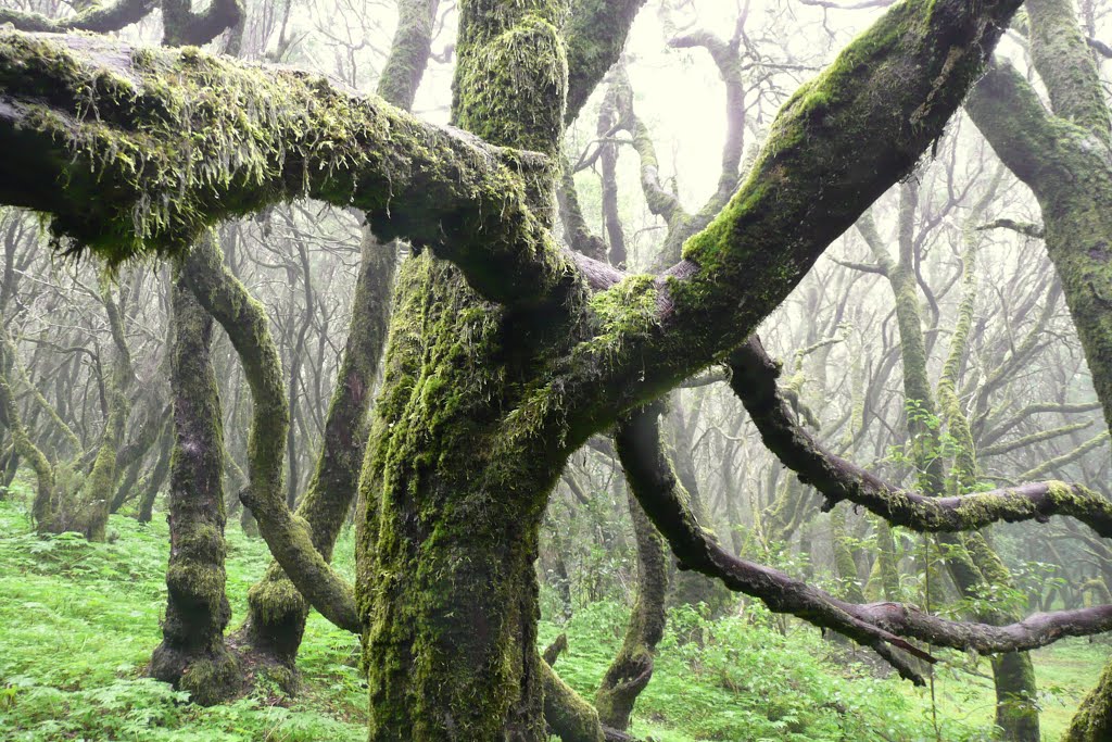 Laurasilva Forest, National Park De Garajonay by Fotomie