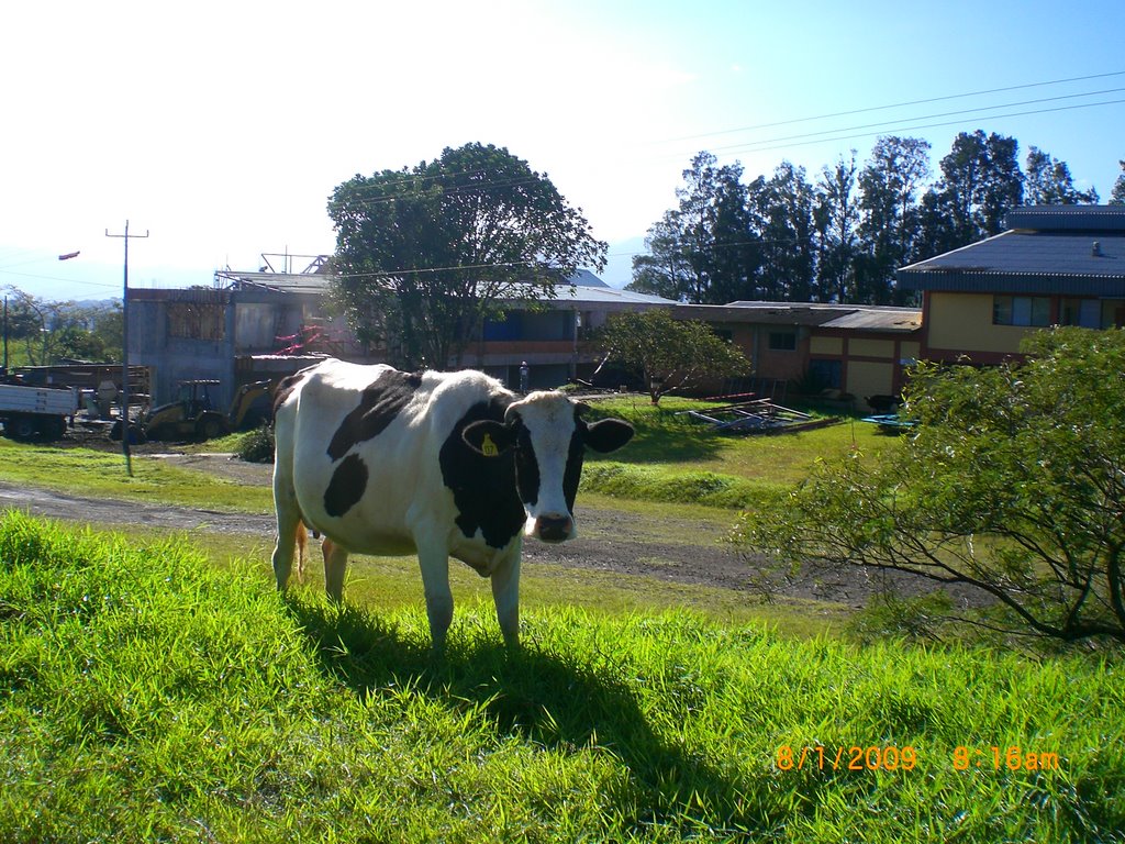 Vaca de visita en el TEC; Cartago CR by FABIAN CV