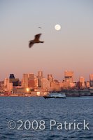 Seagull and Seattle by PatrickBennett