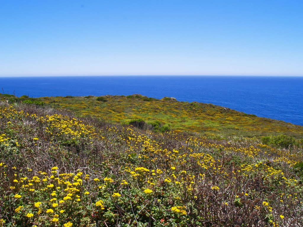 Wildflower by John Sk