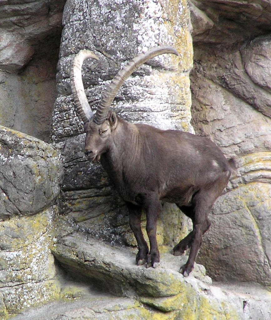 Steinbock in der Wand (Peter & Paul) by chriglburri