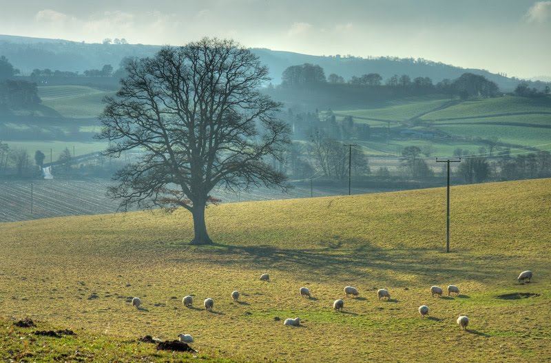 Sheep, Teme Valley by Andrew Roland