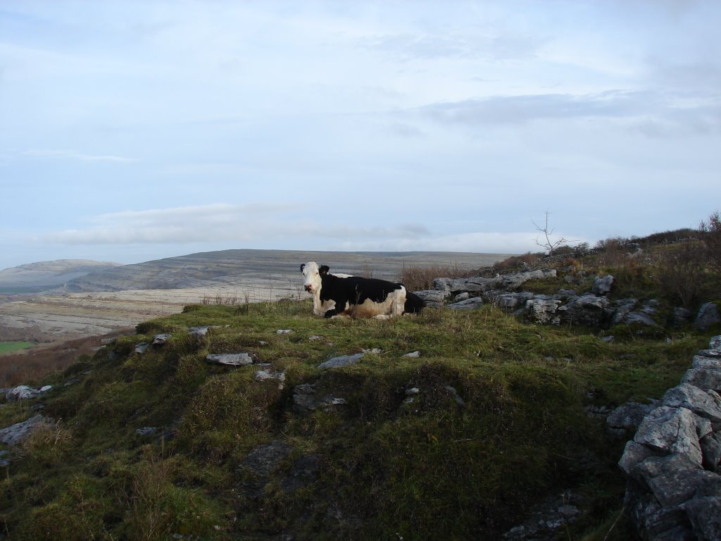 Curious Onlooker in the Burren by hsearles