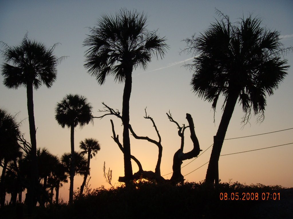 Palms in a sunrise by Alan Marshall