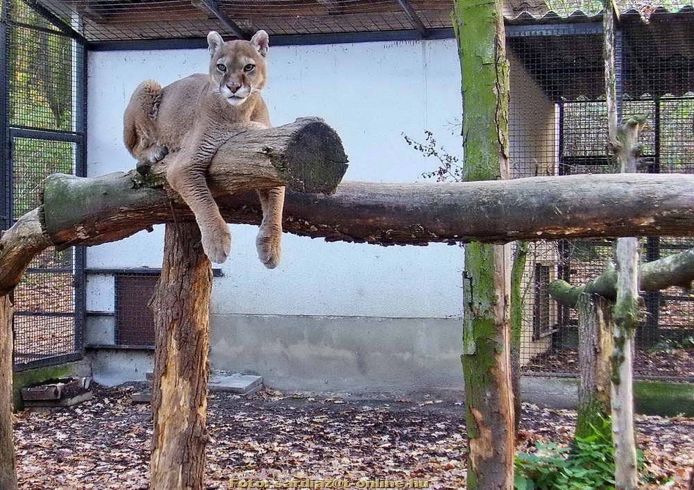 'Pannon Puma' - az igazi! :-))) PB050336-1 by A. Zoltán Sárdi (pho…