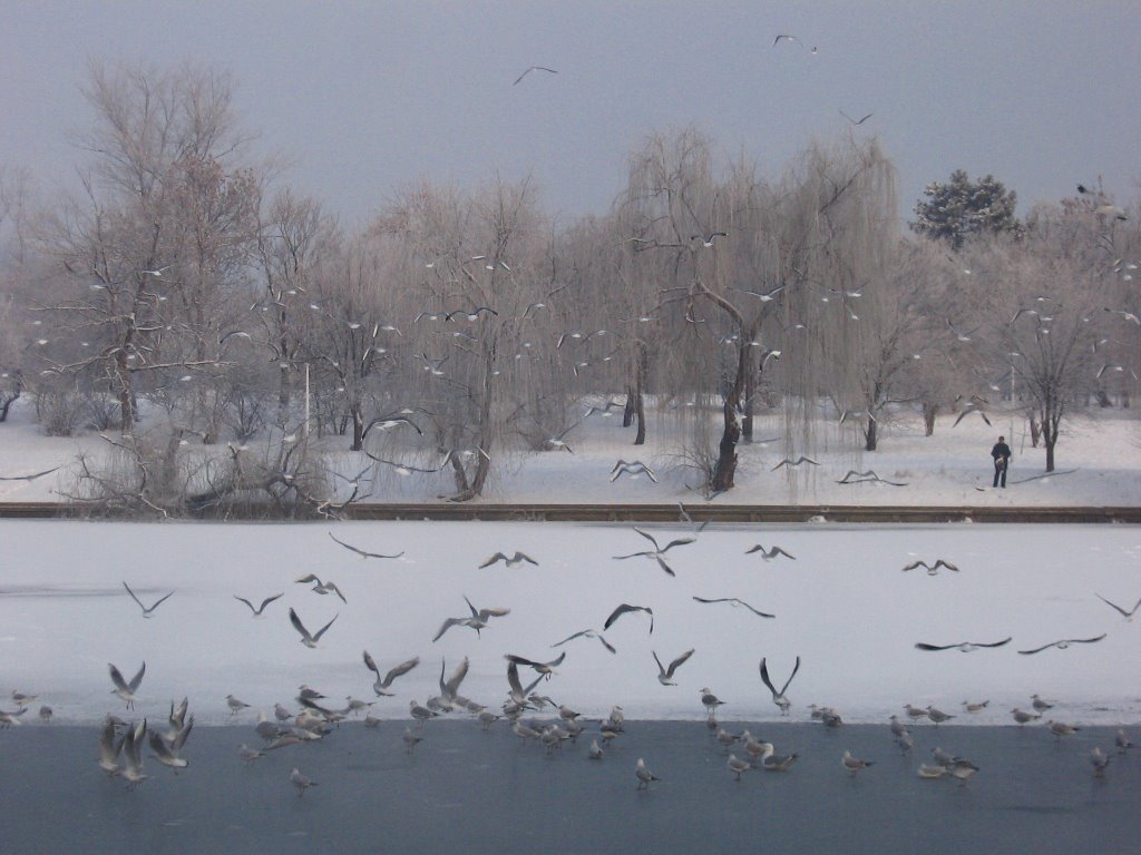 Seagulls by Alexandru Ioan