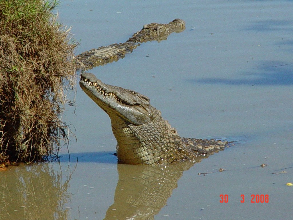 Croc Farm - Ivato - Croco poseur ! by Yann Gellé