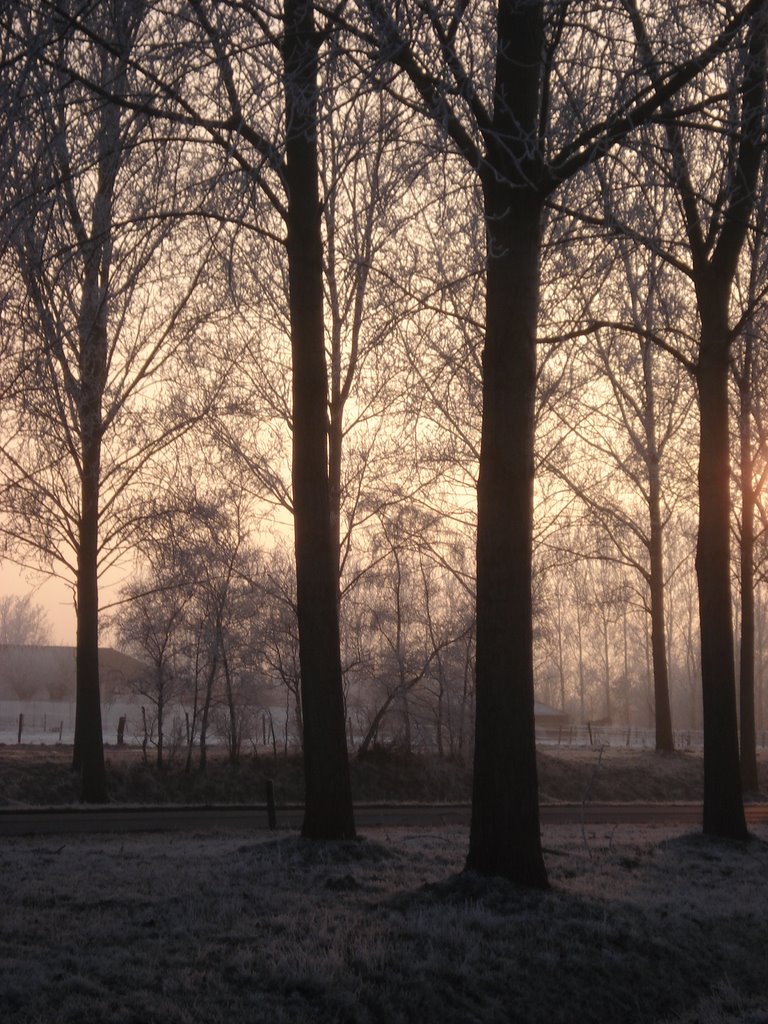 Bomen langs de Eendrachtsweg naar Tholen, Halsteren by Jim Bernaards