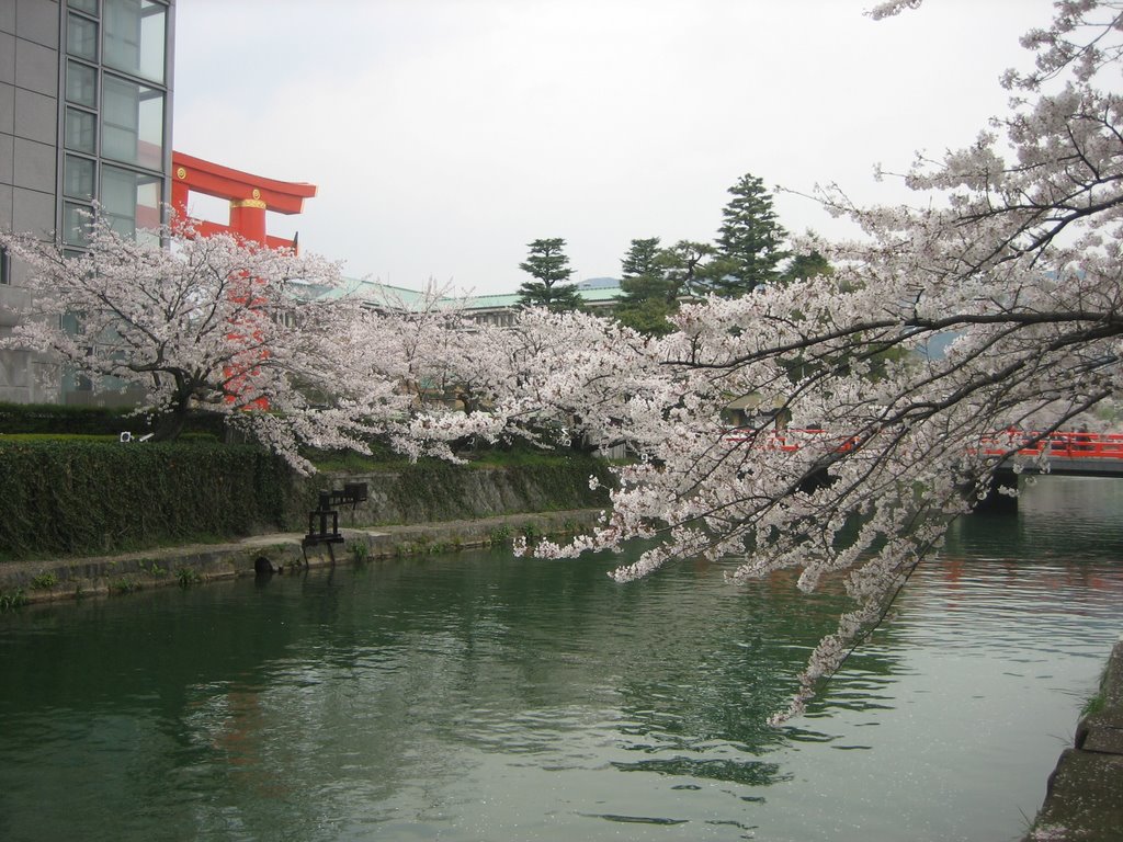 Sakura viewing by Kaiseikun