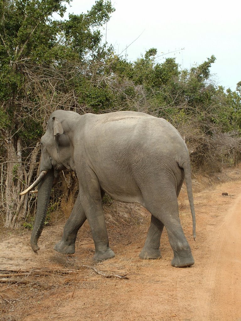 Elephant, Yala NP, Sri Lanka (by KHL) by hlemmen