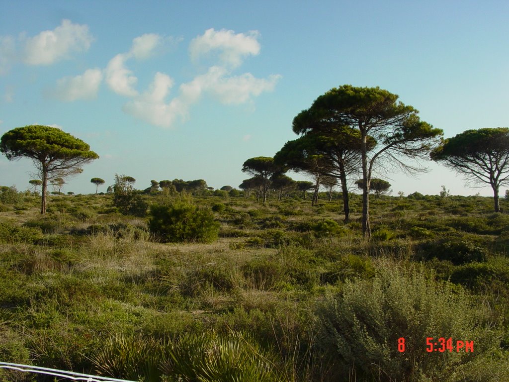 Arboles junto al hotel by marronetti