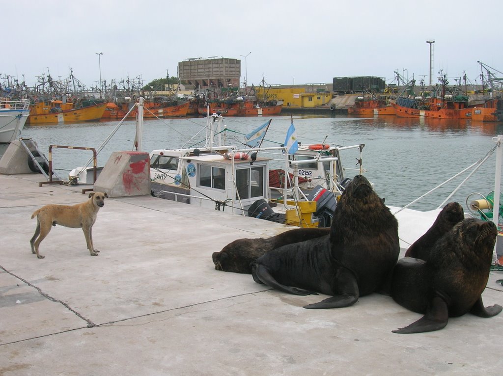 Perro terrestre - lobos marinos. by FERMUCHI