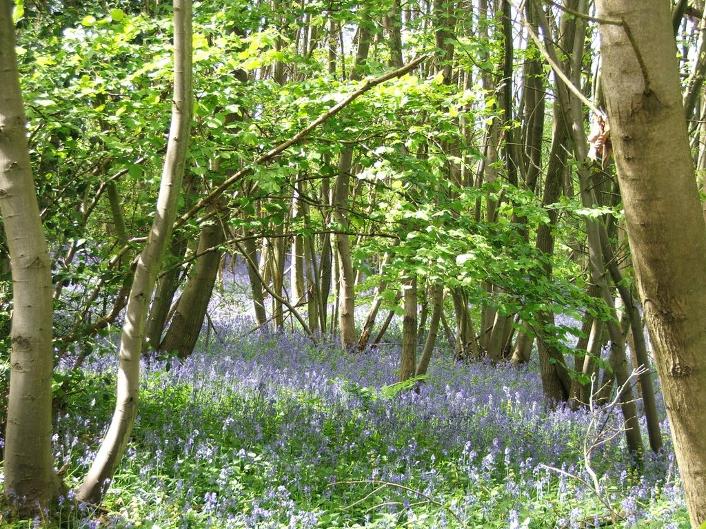 Blue bells by Graham Willetts