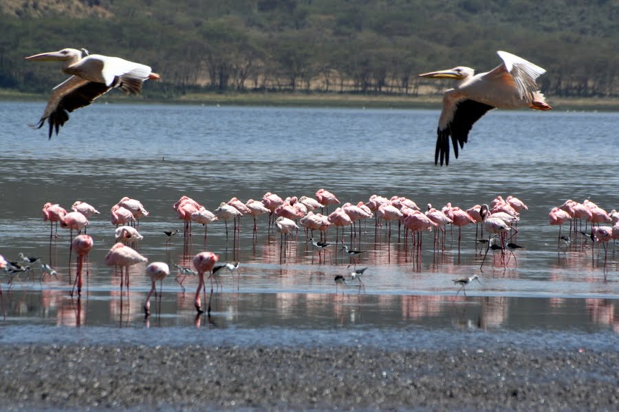 Nakuru Lake 2009 by saldayev