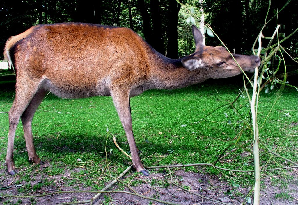 Śniadanko by Bokiel